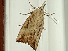 California Bomolocha